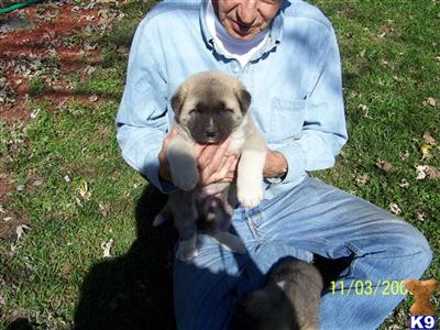 Puppies in MO