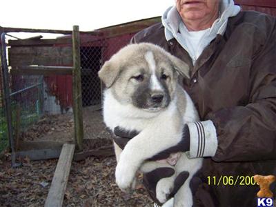 Puppies in MO