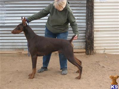 Stud Dogs - Doberman Pinscher