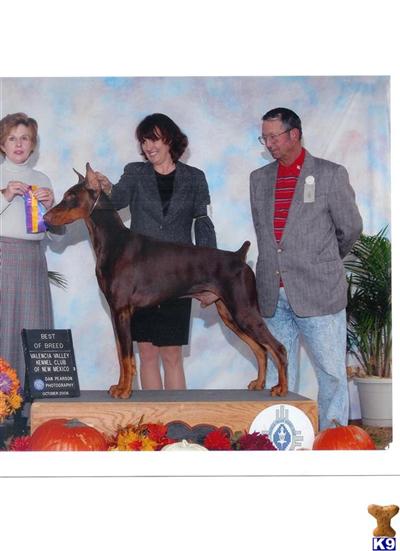 Stud Dogs - Doberman Pinscher
