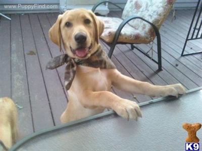 Puppies in IL