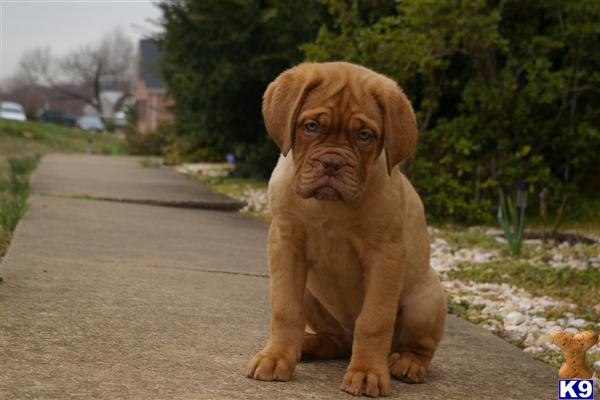 Dogue+de+bordeaux+puppies+for+sale+in+virginia