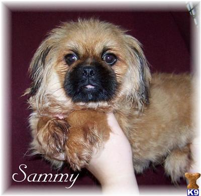 Pekingese Puppies for Sale