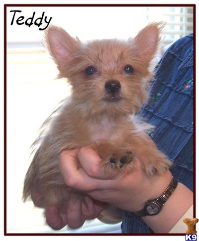 Yorkshire Terrier Puppies for Sale