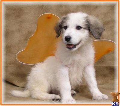 Great Pyrenees Puppies for Sale