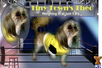 Dogs for Sale in KY