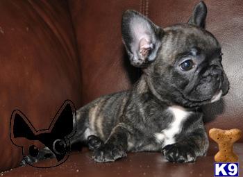 French Bulldog Puppies for Sale