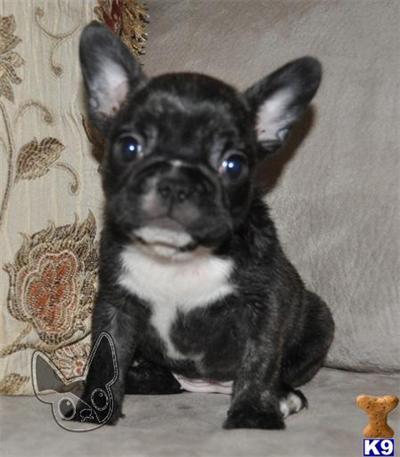 French Bulldog Puppies for Sale