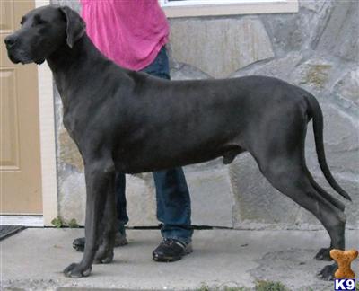 Stud Dogs in WA