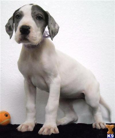 Puppies in WA