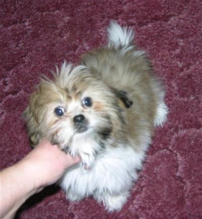 Mi-Ki Puppies for Sale