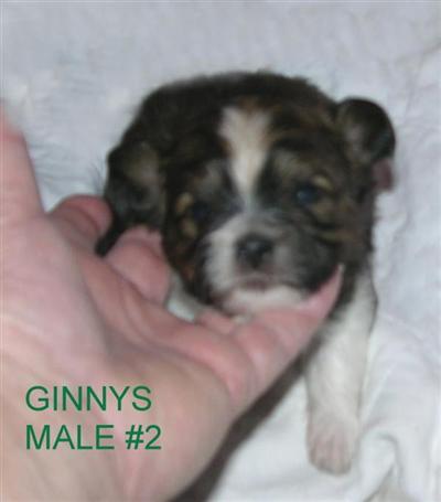 Mi-Ki Puppies for Sale