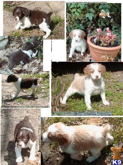 Brittany Puppies for Sale