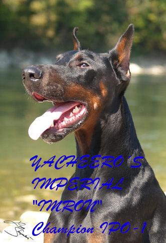 Stud Dogs - Doberman Pinscher