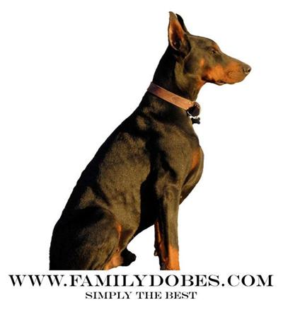 Stud Dogs - Doberman Pinscher