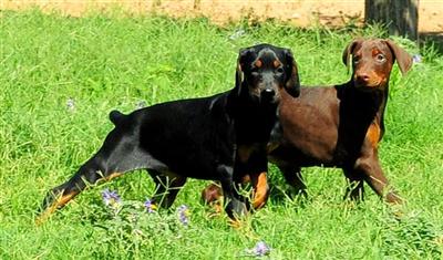 Doberman Pinscher Puppies for Sale