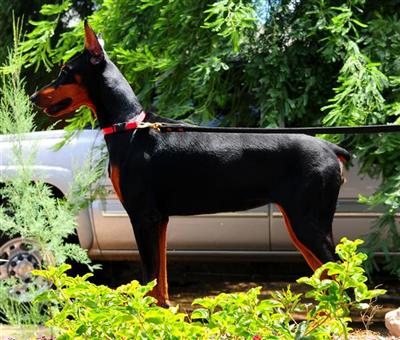 Dogs for Sale in UT