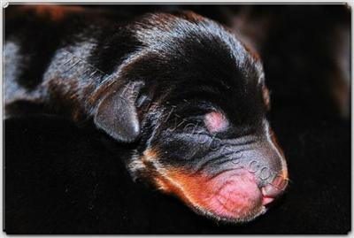 Puppies in EAGLE MOUNTAIN