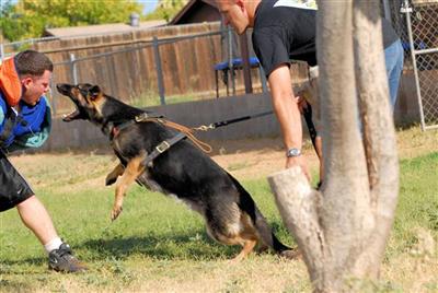 Dogs - German Shepherd