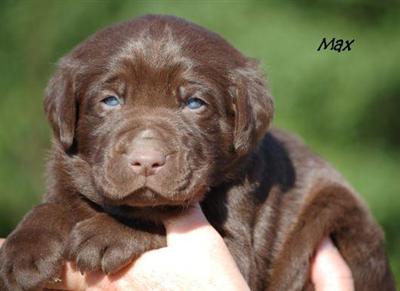 Puppies in EAST CENTRAL