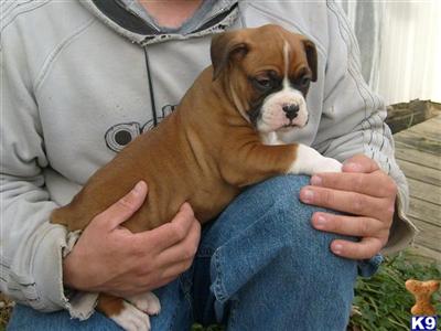 Puppies in MO
