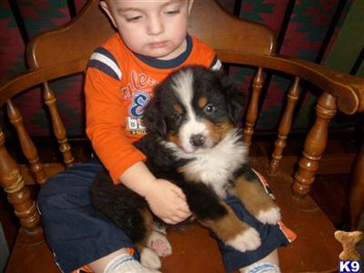 Bernese Mountain Dog Puppies for Sale