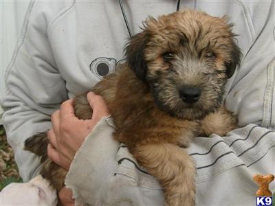 Soft Coated Wheaten Terrier Puppies for Sale