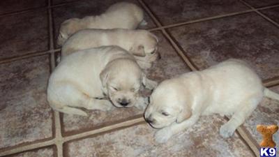 Puppies in MO