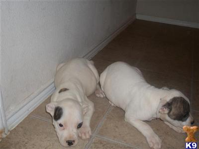 Bull Terrier Puppies for Sale