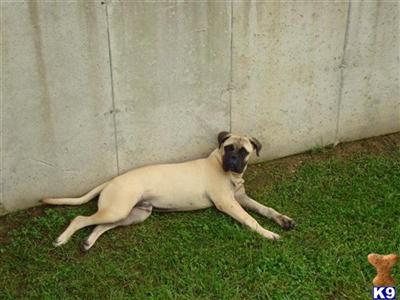 Dogs for Sale in MO