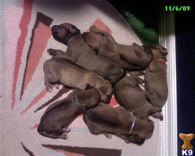 Rhodesian Ridgeback Puppies for Sale