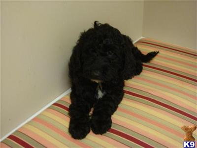 Goldendoodles Puppies for Sale