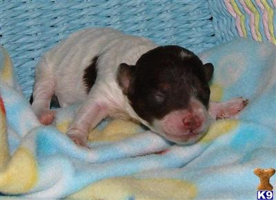 Poodle Puppies for Sale