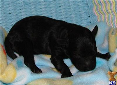 Poodle Puppies for Sale