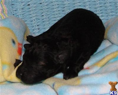 Poodle Puppies for Sale