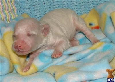 Poodle Puppies for Sale