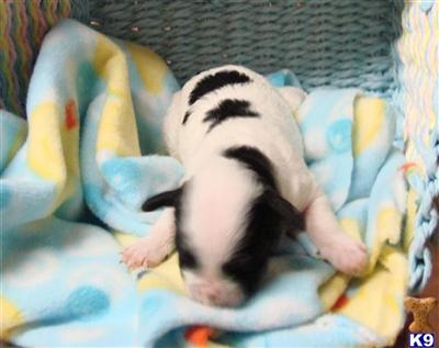 Poodle Puppies for Sale