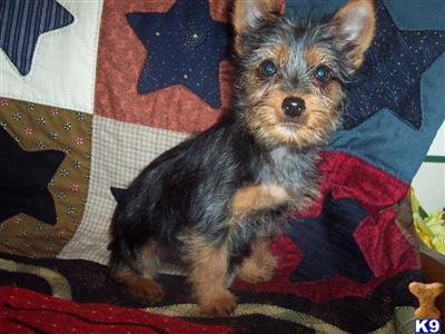 Silky Terrier Puppies for Sale