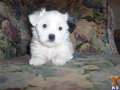 Puppies in Aurora