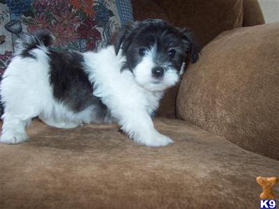 Puppies in Aurora