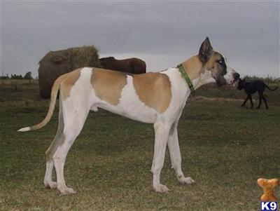 Stud Dogs in OK