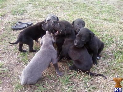 Great Dane Puppies for Sale