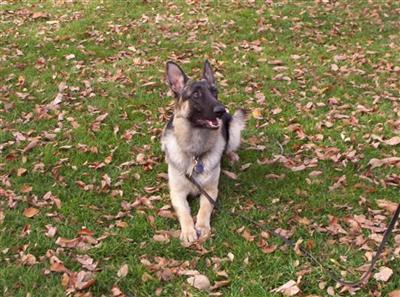 Dogs - German Shepherd