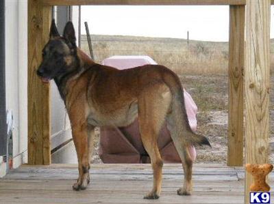 Belgian Malinois Puppies for Sale