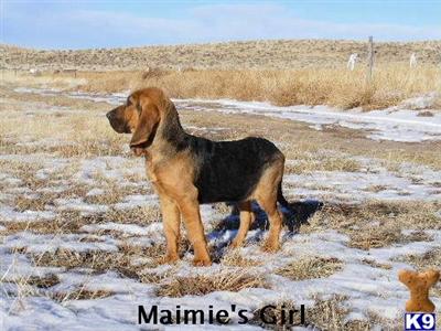 Bloodhound Puppies for Sale