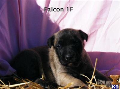 Belgian Malinois Puppies for Sale