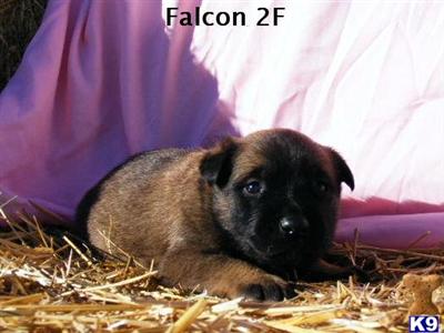 Belgian Malinois Puppies for Sale