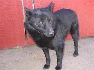 Dogs for Sale in CO