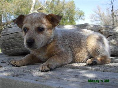 Australian Cattle Dog Puppies for Sale