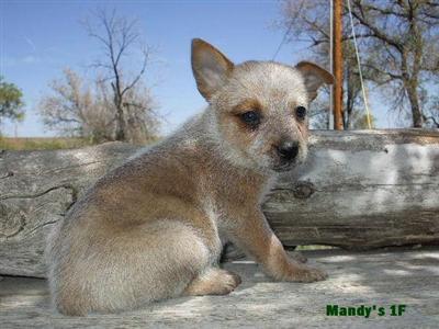 Australian Cattle Dog Puppies for Sale